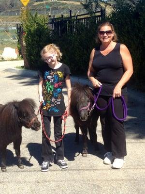 Mini horses for your party or event