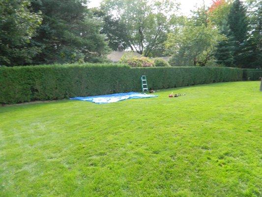 Trimming hedges