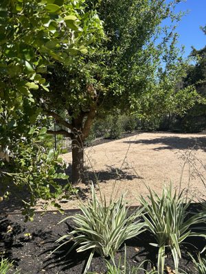 Decomposed granite area with live oak, raised steel beds with variegated grasses and cherry laurels