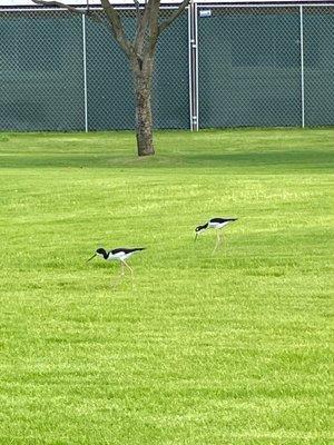 Hawaiian stilts...beautiful birds w/ hot pink legs