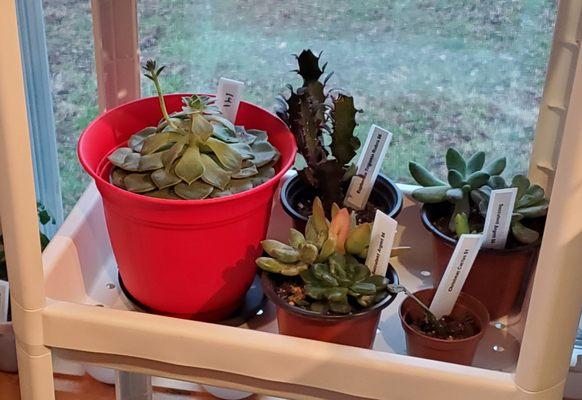 Plants for sale