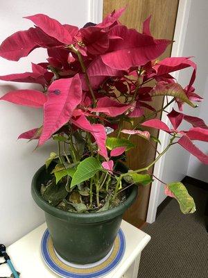 Pretty poinsettia