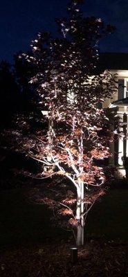 Lighting Japanese Maple