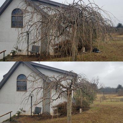 Weeping Cherry tree pruned before & after