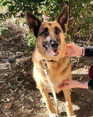 Samantha looking regal; she is such a great patient!