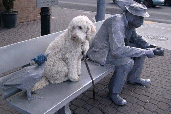 Day School dogs are trained in Downtown Bend.