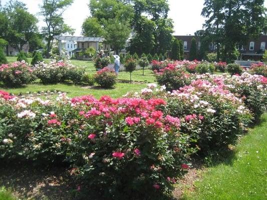 Rose garden in bloom.