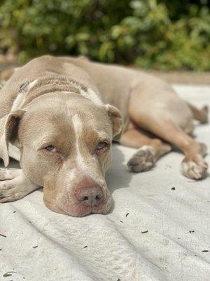 Sweet Dorothy dozing off to dreamland.