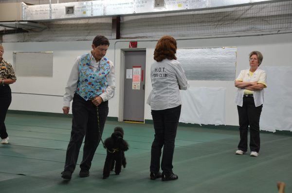 HOT Obedience Trial 2017, Bizzy getting Novice title