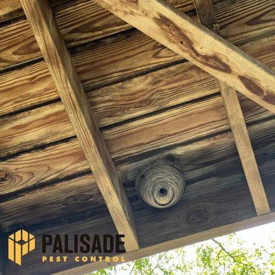 Palisade Pest Control provides year-round protection of your home, property and family with seasonal service and convenient billing options.