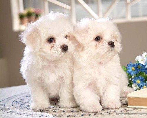 Precious Maltese Puppies