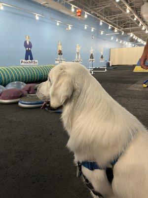 So excited for the agility course!