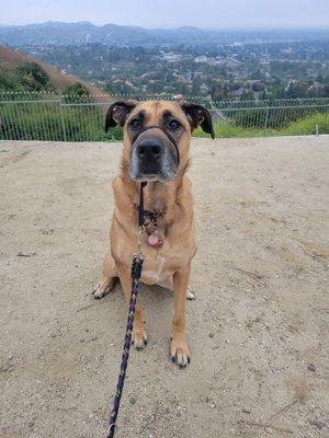 Lola (Mastiff mix) is being a good girl and sitting and posing in front of a great view of Orange County.