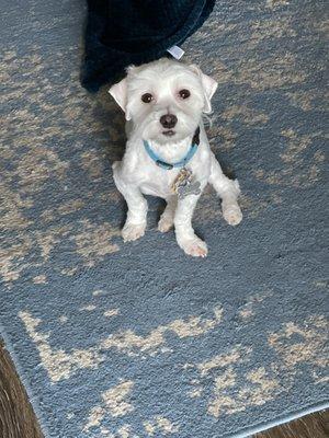 Murphy looking sharp after a much needed new haircut.