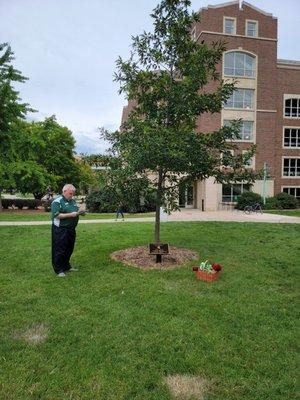 Red oak, Morrill Hall plaza.