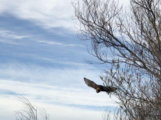 Birds of prey