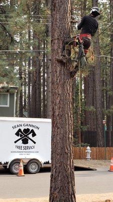 removing limbs overhanging power lines