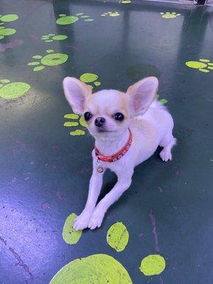 Happy teacup long hair chihuahua short trim