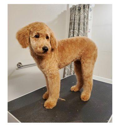 Labradoodle puppy cut