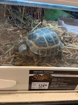 Russian Tortoise