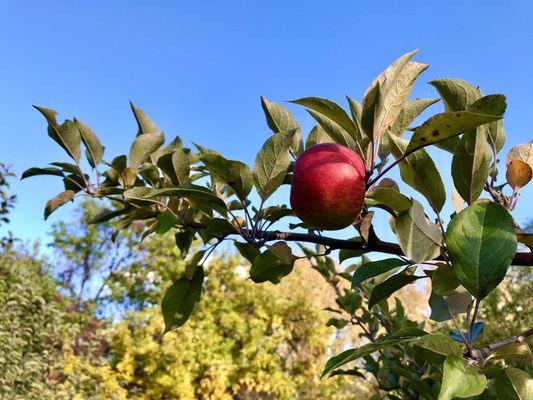 Victoria Valley Orchard