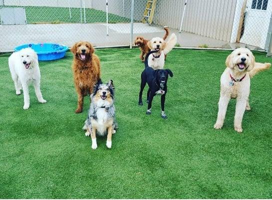 Emmett, my Goldendoodle and a few of his other doodle friends