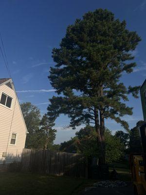 Tree service  Stump removal