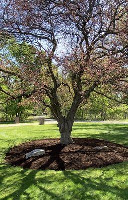 Fresh brown mulch laid under a beautiful tree during spring time.