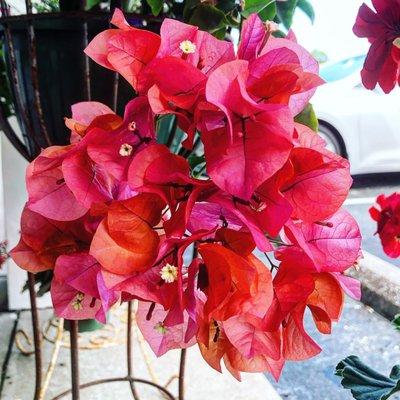 Bougainvillea Hanging Basket