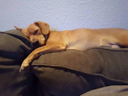 Buddy passed out on the sofa when I came home after a great walk with Alice and Roger.