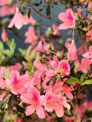 Azaleas in full bloom.