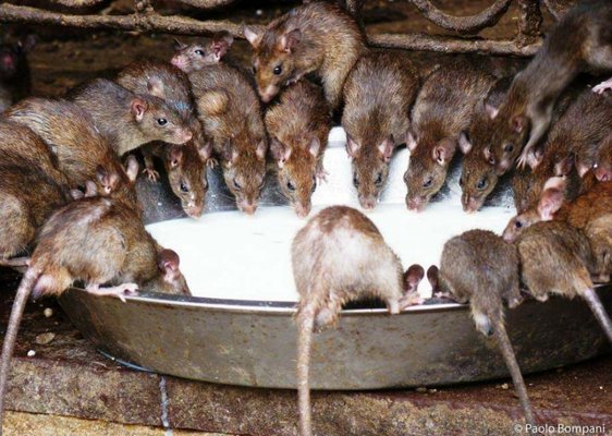 Any rodent problem big or small can cause serious damage and elevated health risks in your home. Call the experts at Backcountry today!