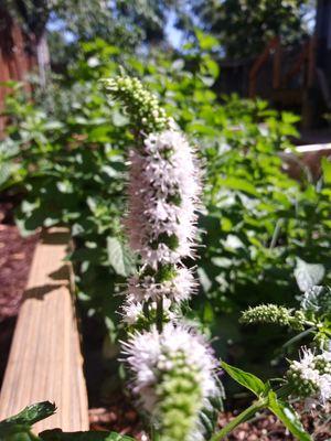 herb flower - mint