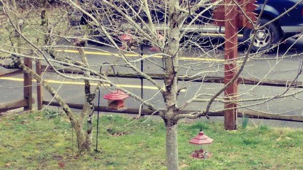 Trees with Bird houses