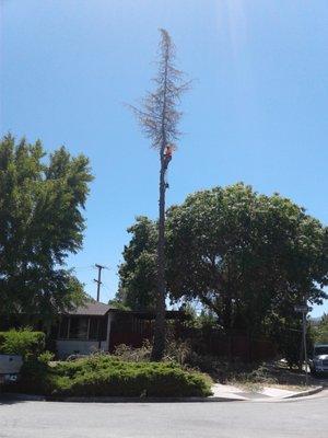 Pine tree removal