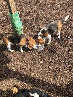 Siena and Lily