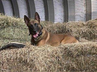 Negan Fetching His Pillow on Top of the Hay Pile