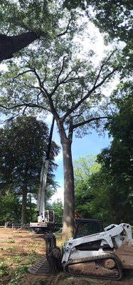 Large tree removal, short hills nj