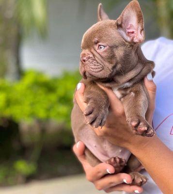 French Bulldog For Adoptions