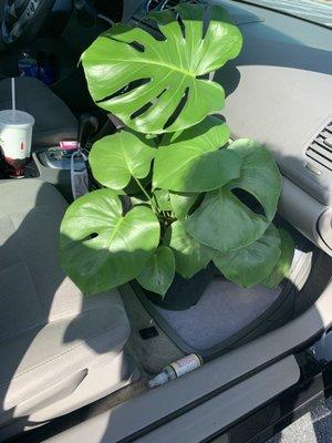 Monstera baby from Botanical Safari