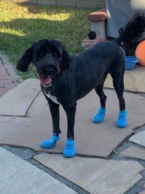 Winston home after his Spa Day at C&C Pet Store with his summer cut. He's also loving his new crocks!