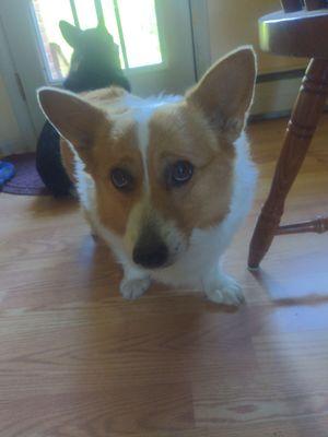 This is one of my three Pembroke corgis. Minnie