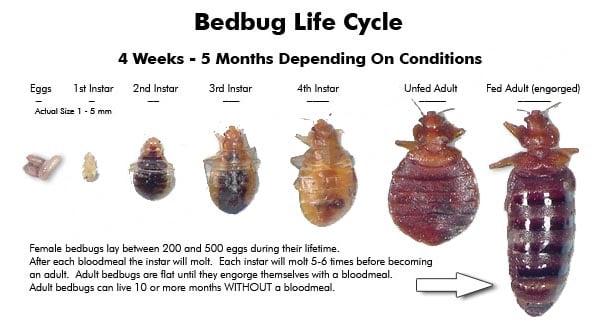 Life Cycle chart