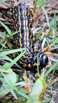 Orange tip oak worm moth