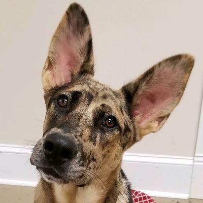 Tessa is all ears!!