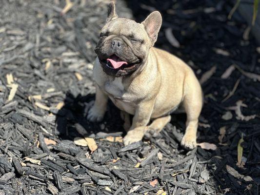 Tribe of Judah Kennel