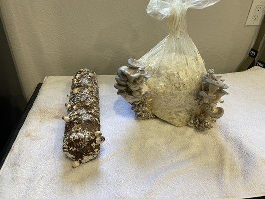 Shiitake and Oyster mushroom kits