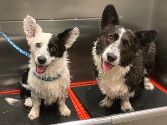 They have a great self-serve dog washing area! This was from after a river visit where the dogs were little mud machines!