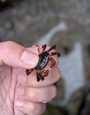 Tiny crab