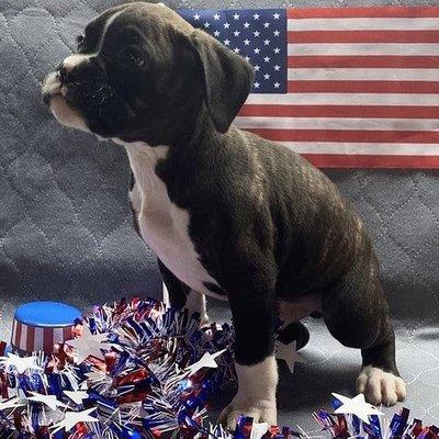 Boxer Puppies for sale